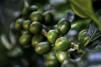 Foto - Espírito Santo do Pinhal