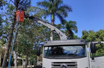 Podas de árvores e palmeiras do Lago Municipal