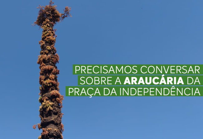 Sobre a araucária da Praça da Independência, atrás da Igreja Matriz.