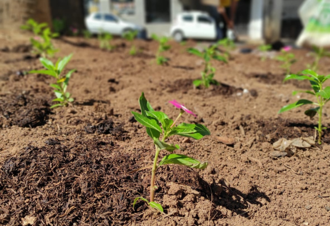 PLANTIO DE MUDAS DE VINCA VALIANT EM FRENTE A PRAÇA RIO BRANCO
